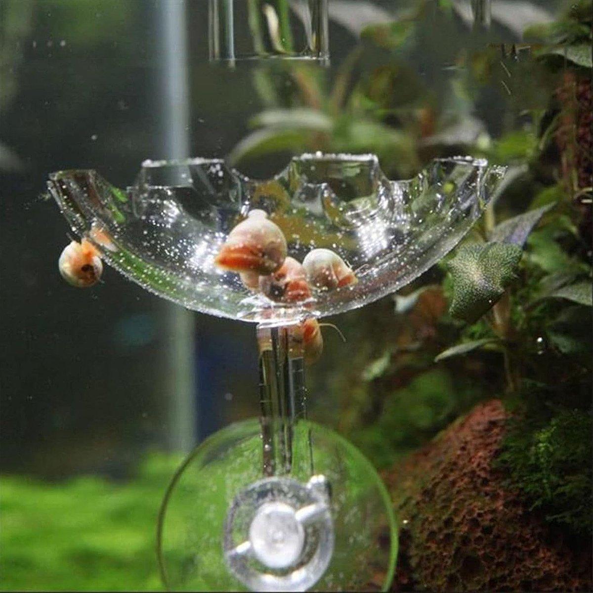 Aquarium Fish Tank Shrimp Food Feeder Clear Glass Feeding Dish Fish Tank Feeder