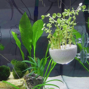 Aquarium Plant Cup for Breeding and Aquascaping Glass Water Plant Holder