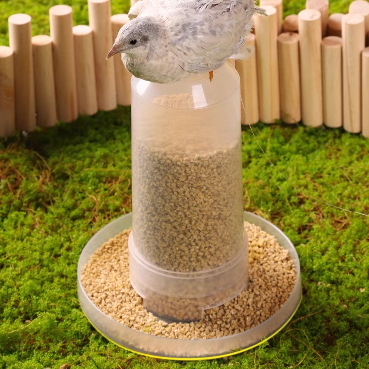 Automatic Bird Feeder Chicken Pigeon Parrot Drinker Water Dispenser Feeder