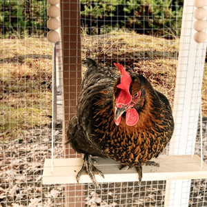 Durable Wooden Chicken Swing  Adjustable Rope & Handmade Beads