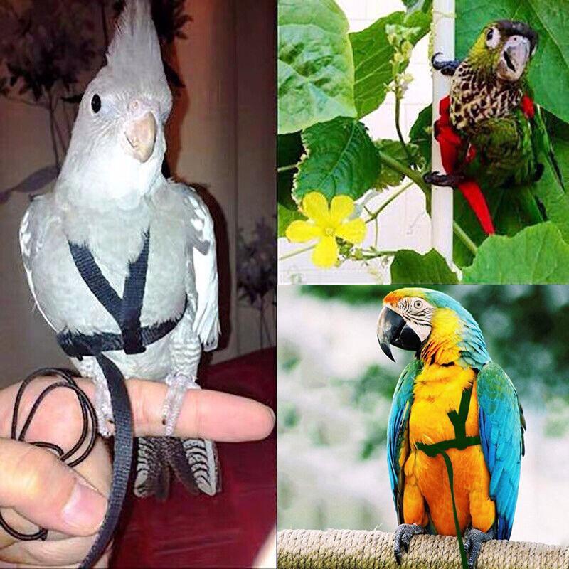 Pet Parrot Bird Harness & Lead Leash