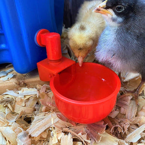 Automatic Poultry Water Feeder Hygienic Water Supply for Chickens