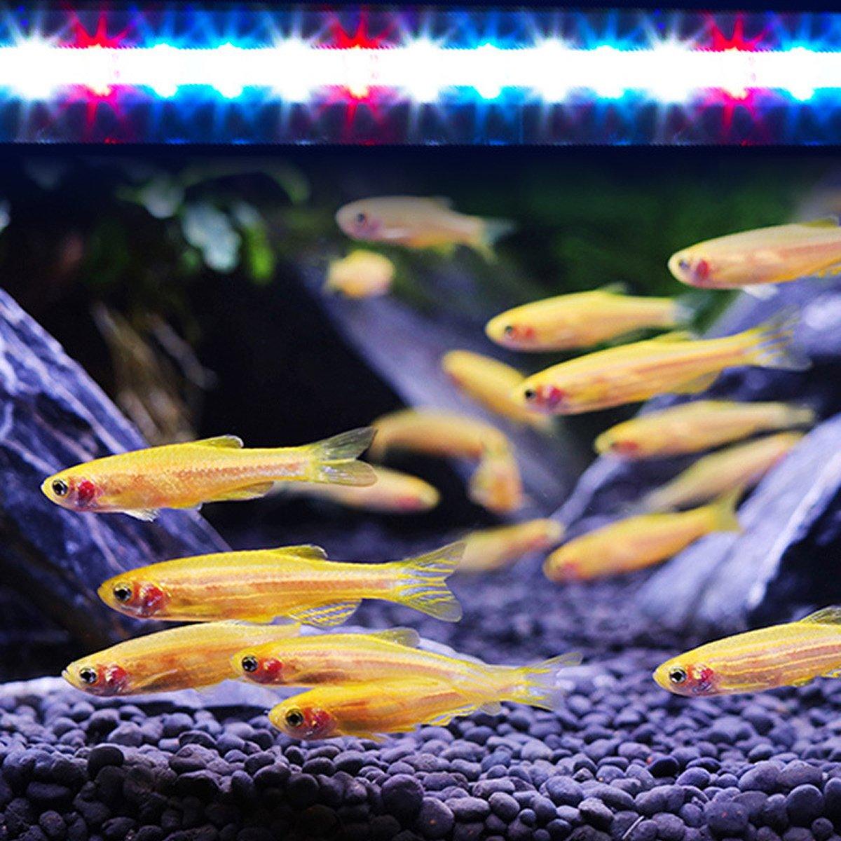 Aquatic Radiance LED Fish Tank Light - Multi-Mode Aquarium Lighting