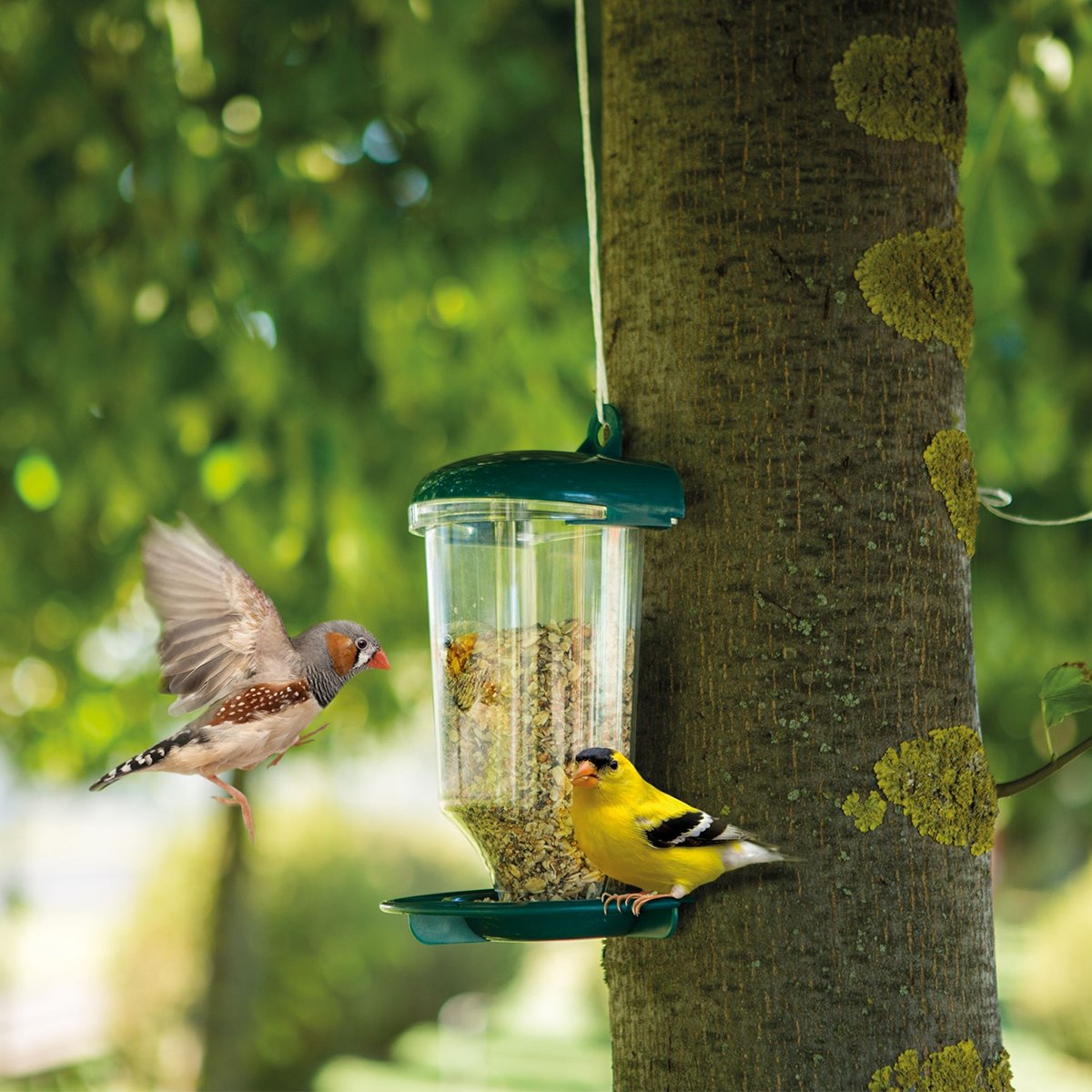 Clear Plastic Automatic Bird Feeder Suspended Suction Cup