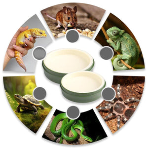 Reptile Feeding Dish Reptile Water Bowl