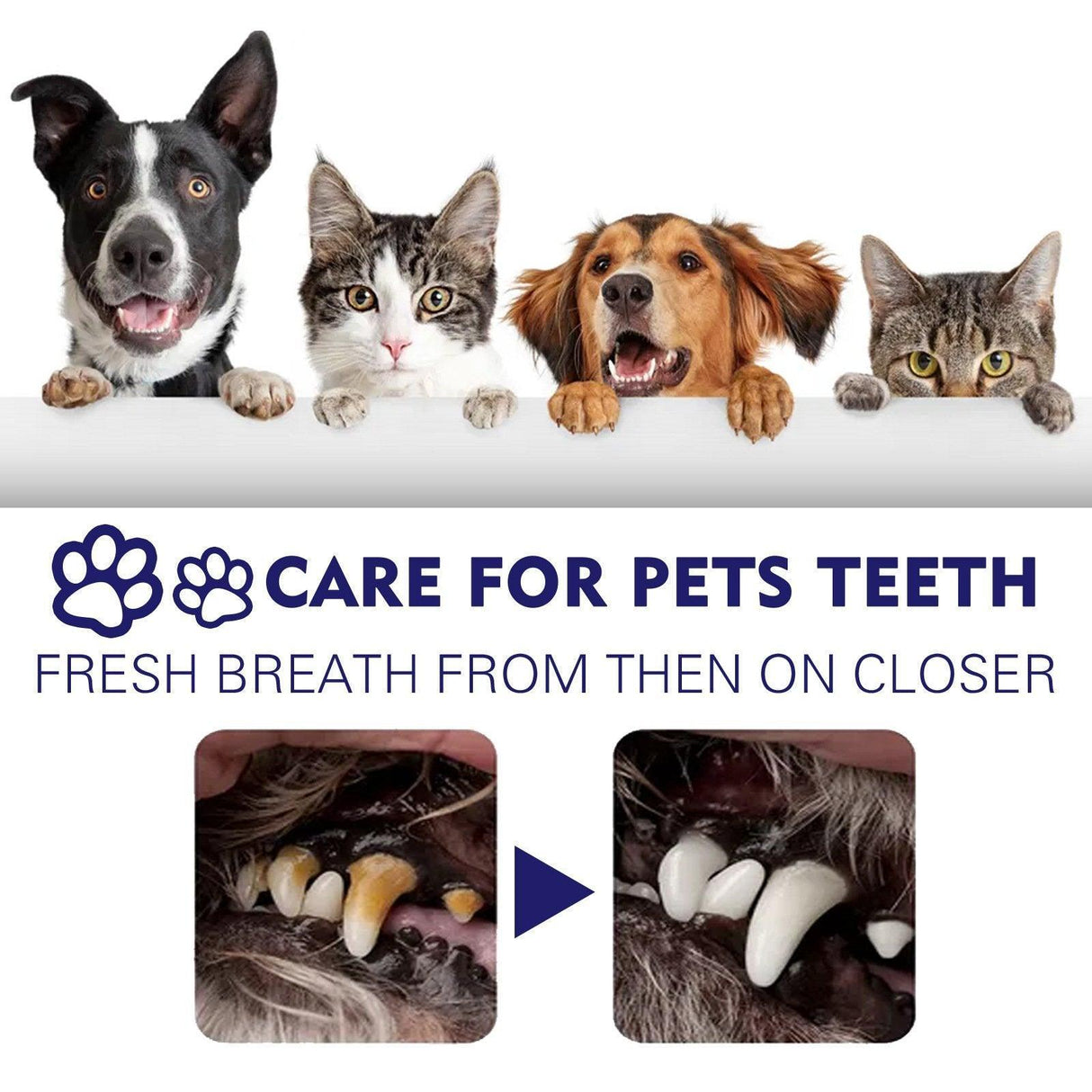 Enzyme-Based Pet Toothpaste for Fresh Breath & Healthy Gums