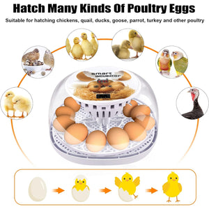 Automatic Small Egg Incubator for Chicken Pigeon