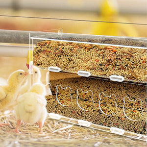 Automatic Acrylic Chicken Feeder Rutin Pet Supplies for Poultry Feeding System