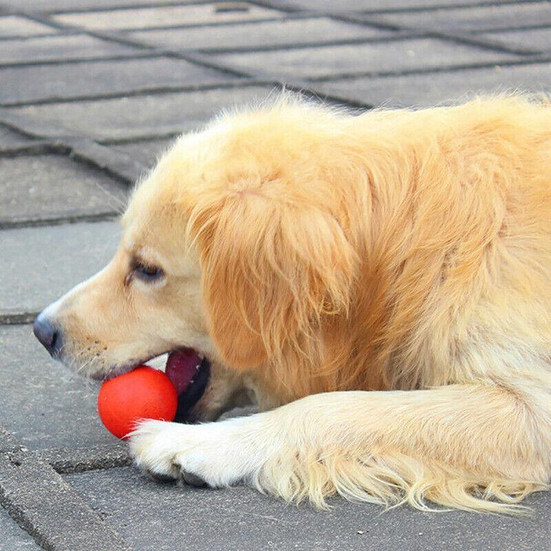 Dog Ball Toys for Interactive Play