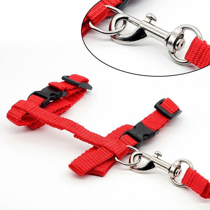 Adjustable Nylon Kitten Harness for safe and comfortable walks