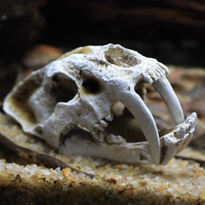 Fish Tank Saber Tooth Tiger Skull Hide Ornament