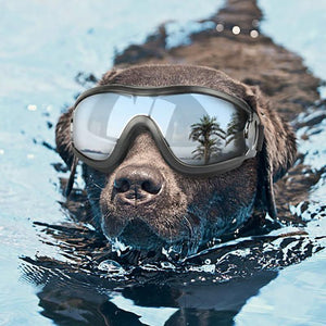 Stylish and Protective Dog Goggles for Pet Eye Safety