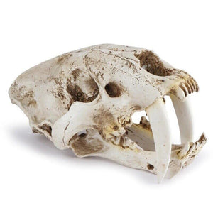 Fish Tank Saber Tooth Tiger Skull Hide Ornament