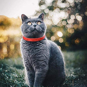 Cat Flea Collars