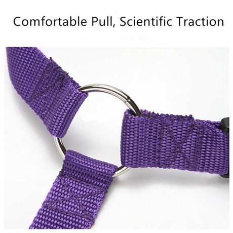 Adjustable Dog Seat Belt in various colors