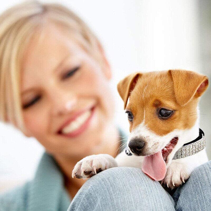 Designer Dog Collar - Suede Rhinestone Collar